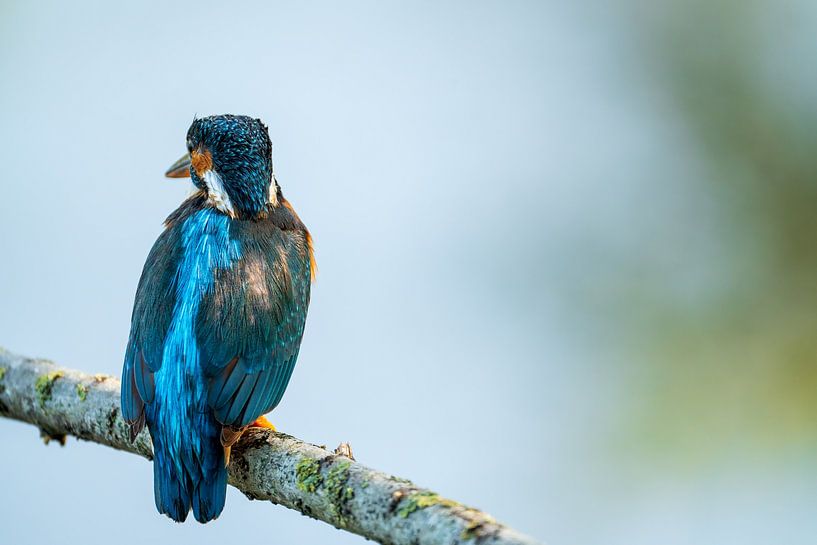 Kingfisher on branch by Gianni Argese