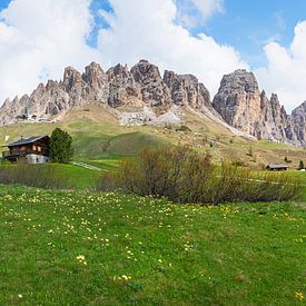 Alpenlandschaft Grödnerjoch mit Alpenblumen Südtirol von SusaZoom