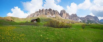Alpenlandschaft Grödnerjoch mit Alpenblumen Südtirol von SusaZoom