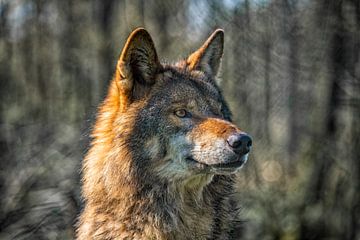 Wolf by Ron van der Stappen