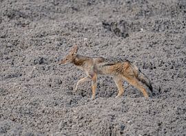 Black-backed jackal in Namibia, Africa by Patrick Groß