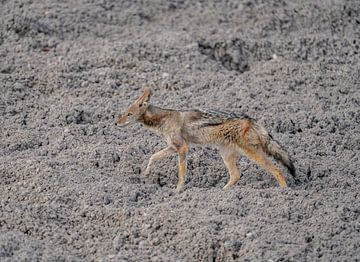Chacal à chabraque en Namibie, Afrique sur Patrick Groß