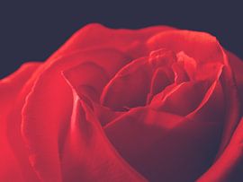 Beautiful red rose von Andreas Berheide Photography