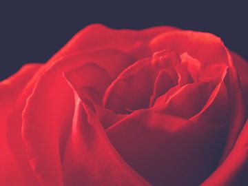 Mooie rode roos van Andreas Berheide Photography