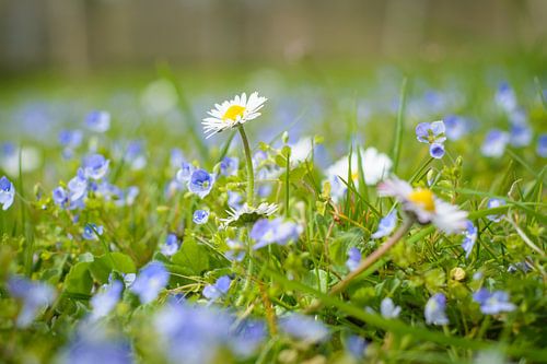 Larkspur and daisies, beautiful spring flowers in the lawn