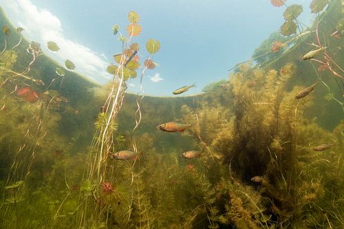 Onderwaterlandschap