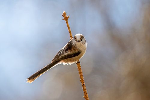 Een kleine staartmees