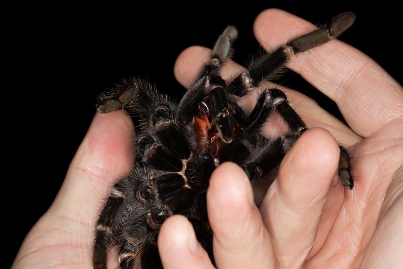 Lasiodora parahybana by Bo Valentino