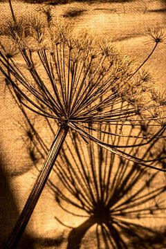 Berce du Caucase séchée sur SO fotografie