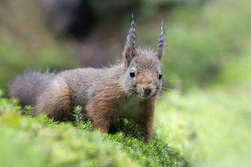 Eichhörnchen von Niek Goossen