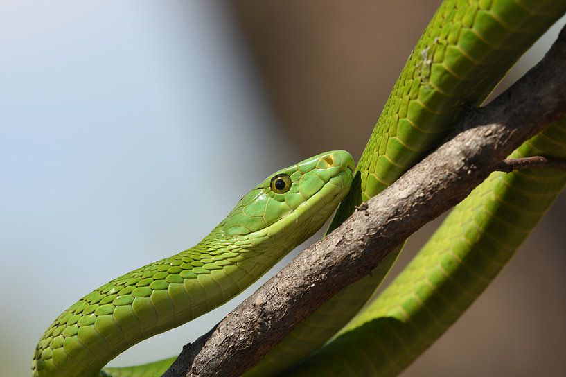 Klimmende smalkopmamba par Frank Heinen