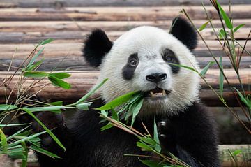 Panda bear eating bamboo by Chihong