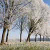 winterse bomenrij 1 Sint-Michielsgestel von Arnoud Kunst