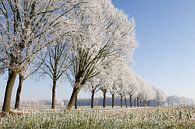 winterse bomenrij 1 Sint-Michielsgestel van Arnoud Kunst thumbnail