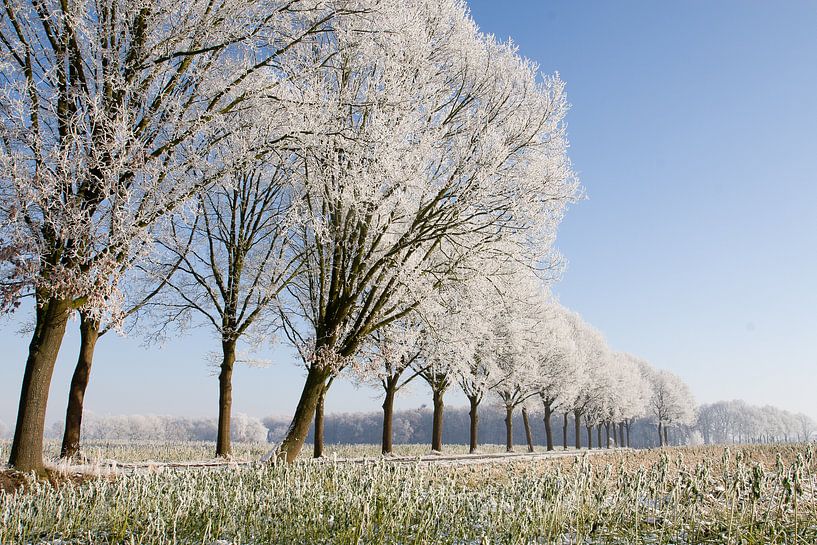 winterse bomenrij 1 Sint-Michielsgestel van Arnoud Kunst