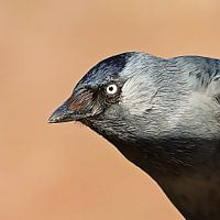 Drawing closeup Jackdaw