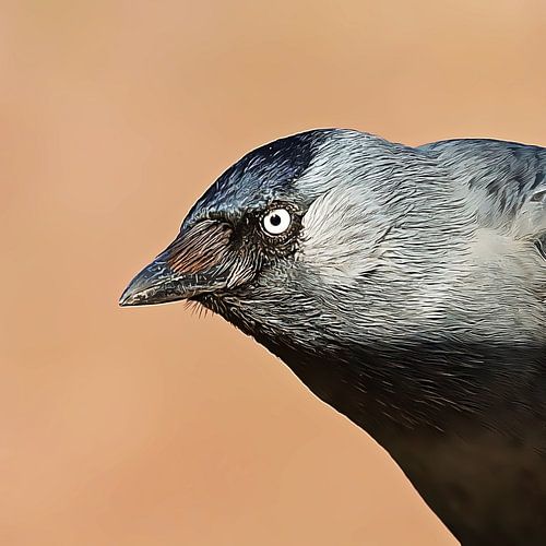 Tekening closeup Kauw