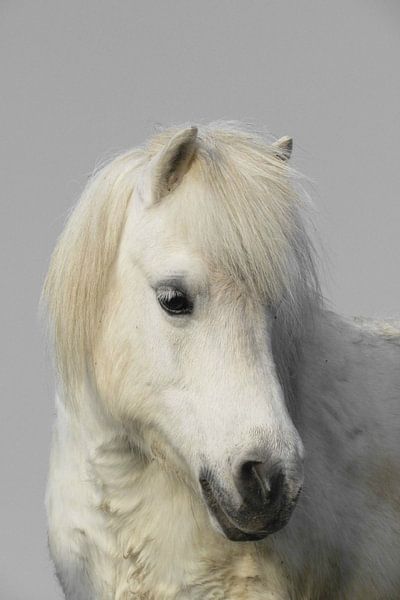 White horse von marjan woudstra