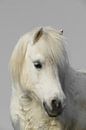 White horse von marjan woudstra Miniaturansicht