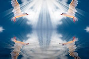 Vögel in strahlendem Licht