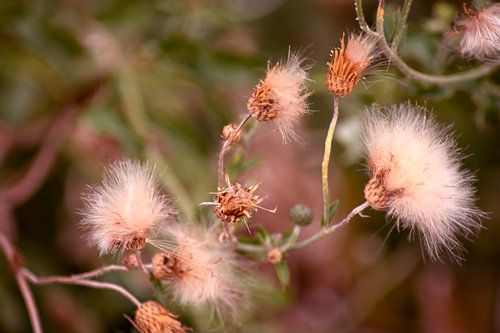 DE - baden-Württemberg : The Mimosa