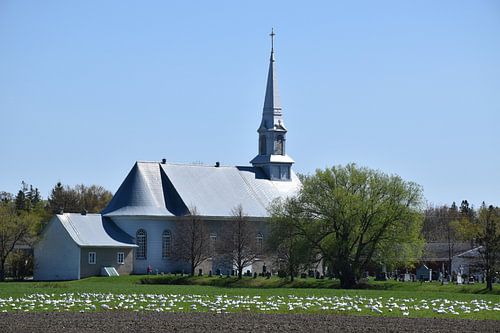 Sneeuwganzen in een veld in het voorjaar