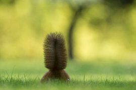 Écureuils sur Vienna Wildlife