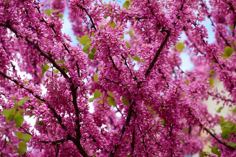 Spring awakening by Thomas Jäger