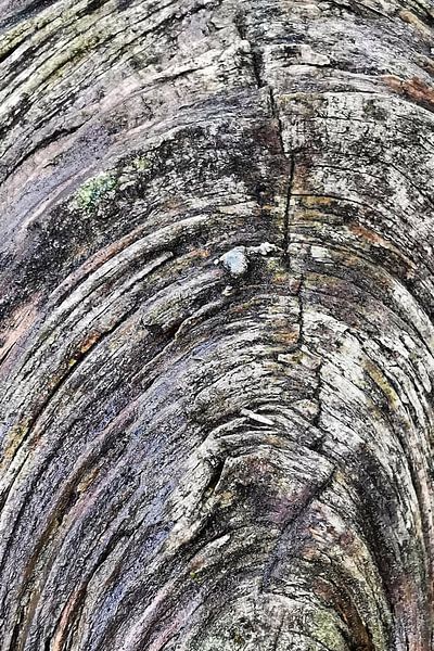 Age tree by Lavieren Photography
