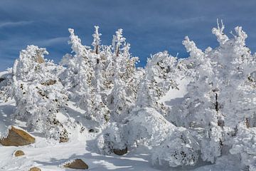 Met sneeuw beladen bomen van Peter Leenen