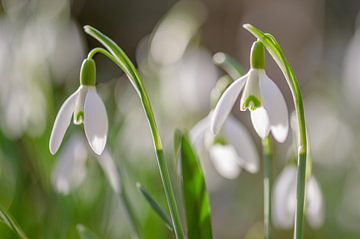 snowdrops in the morning