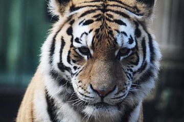 tijger van Jop Fotografie
