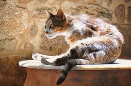 CAT 20 by Miroslav Ptacek