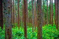Japanese Forest