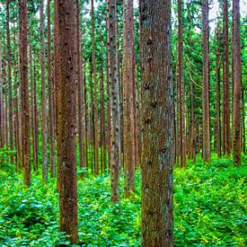 Japanischer Wald von Sander van Geest