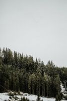 Pine trees in a snowy landscape | Colorful travel photography |