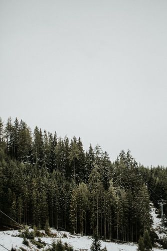 Dennenbomen in sneeuwlandschap | Kleurrijke reisfotografie |