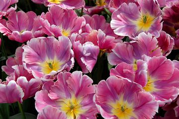 roze tulpen met geel hart close up van Carmela Cellamare