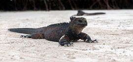 Zeeleguaan von Maarten Verhees