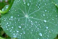 groen blad met regendruppels van Petra De Jonge thumbnail