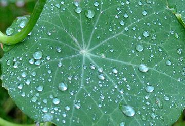 groen blad met regendruppels van Petra De Jonge