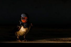 Boerenzwaluw uit de schaduw in het licht! von Kevin van den Hoven
