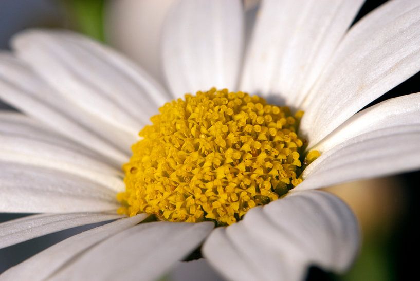 Gros plan d'une marguerite par Margot van den Berg