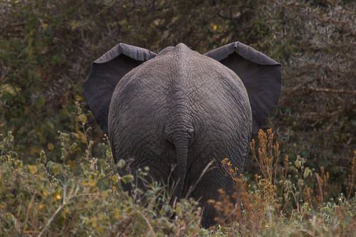 Tot ziens Africa