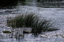 emån Fluss mit Schilf von Geertjan Plooijer