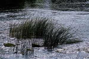 emån Fluss mit Schilf