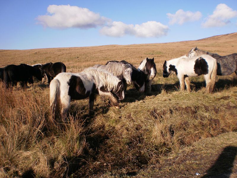 Wild horses by Simone van der Heide