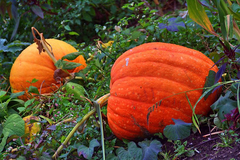 Champ de citrouilles par Edgar Schermaul