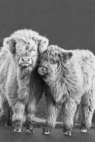 noir et blanc, veaux Highlander écossais sur M. B. fotografie