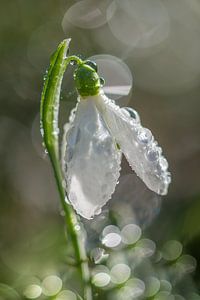 Perce-neige avec gouttes de rosée